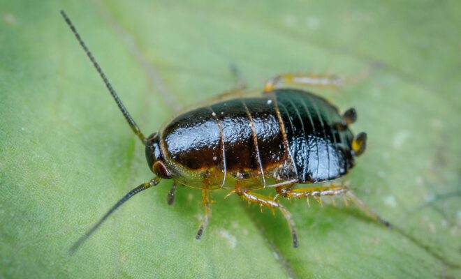 A close up image of a cockroach on a leaf