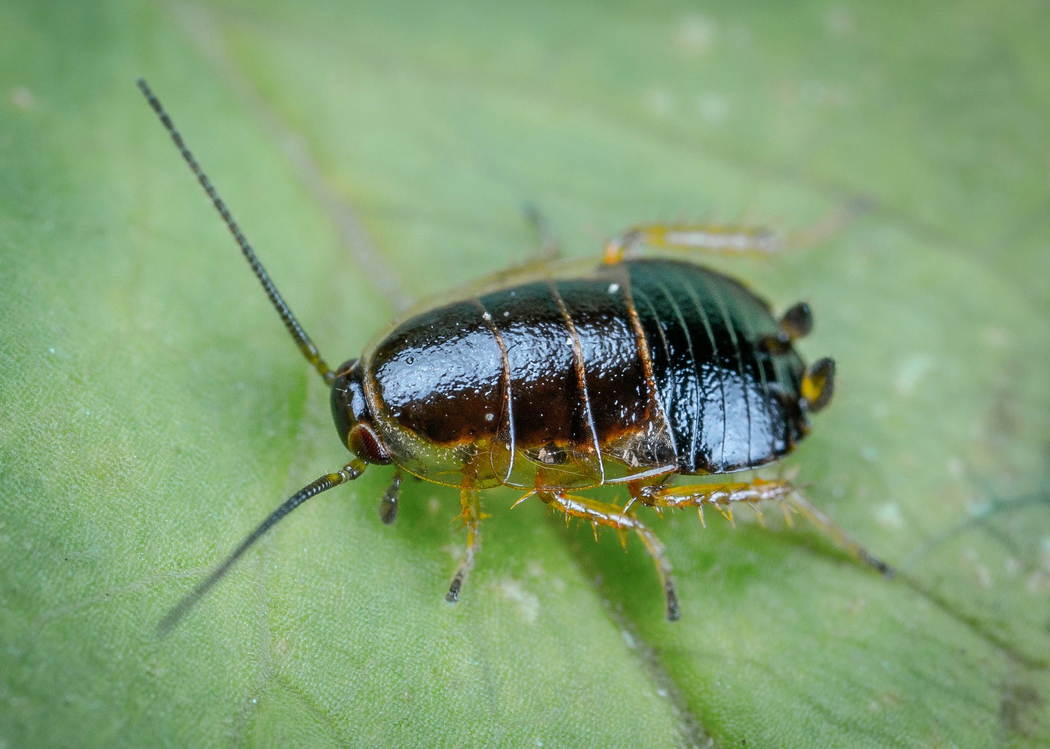 A close up image of a cockroach on a leaf