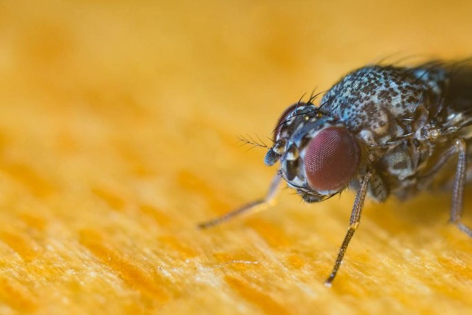 A close up image of a black and gray fly  